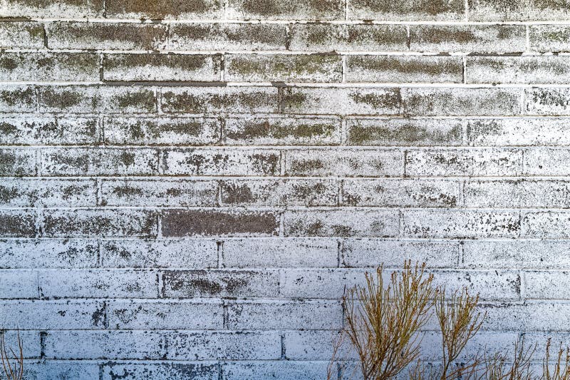 Faded White Paint on a Brick Wall with Plants at the Base Stock Photo