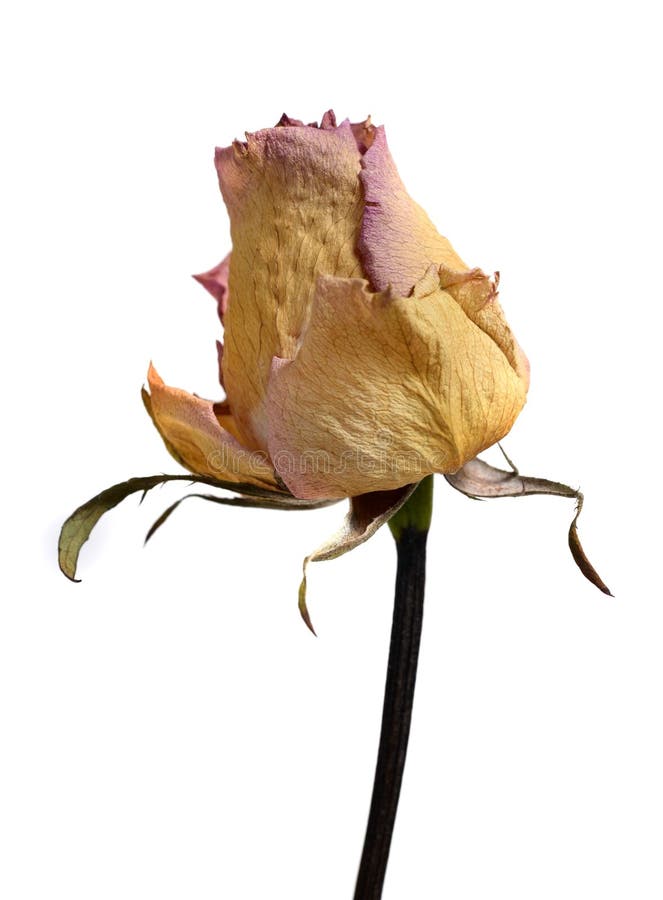 Faded Withered Rose Flower Isolated on White Stock Image - Image of