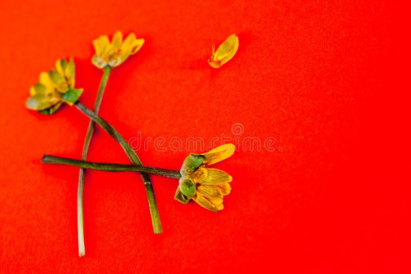 The Faded Yellow Flowers on Orange Background Stock Image Image of love, faded 143012943