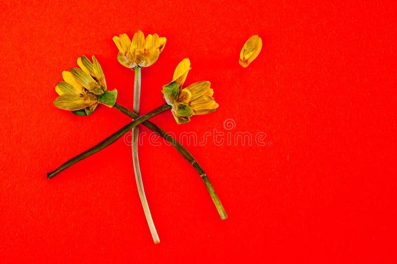 The Faded Yellow Flowers on Orange Background Stock Image Image of orange, decoration 143012979