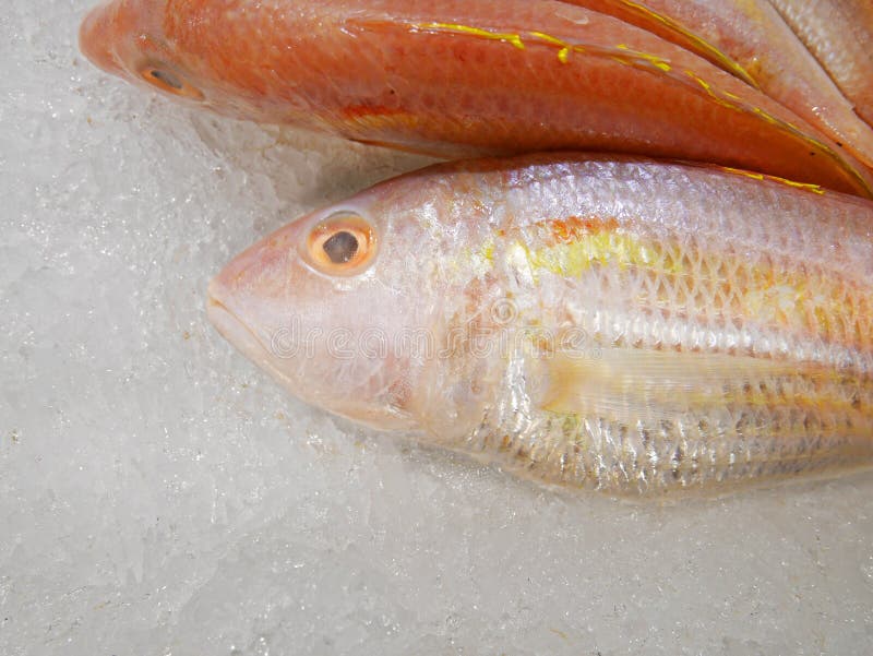 Fadenfisch-Brachsen auf Eis stockbilder Fadenfisch-Brachsen auf Eis stockbilder