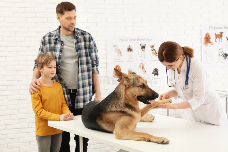 Fader och son med deras husdjur som besöker veterinären i klinik arkivfoto Fader och son med deras husdjur som besöker veterinären i klinik arkivfoto