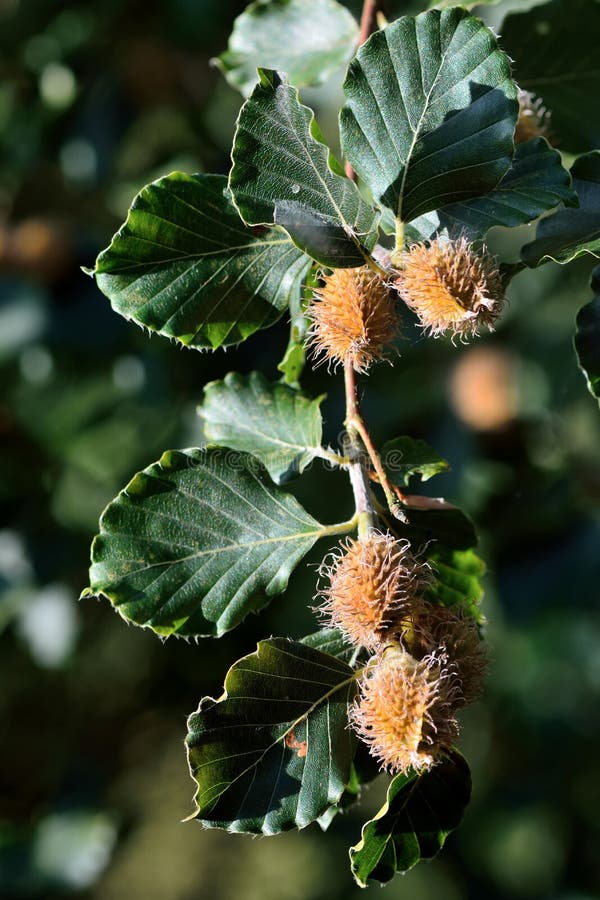 Faggio (fagus sylvatica) con i dadi sul ramo fotografia stock libera da diritti Faggio (fagus sylvatica) con i dadi sul ramo fotografia stock libera da diritti