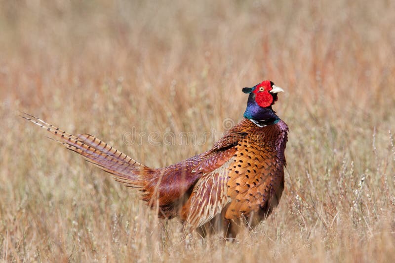 A Pheasant is standing in a field. A Pheasant is standing in a field