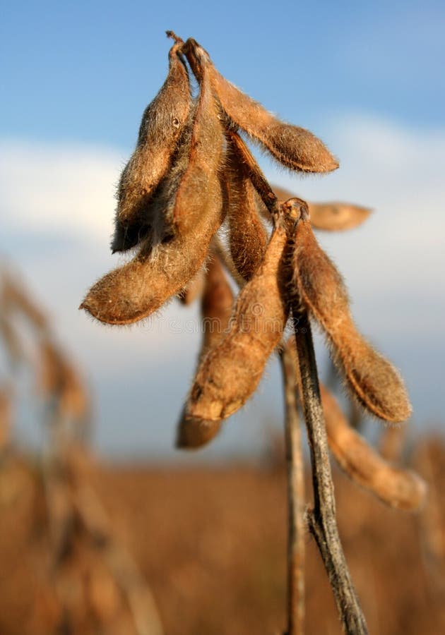 Fagioli della soia immagini stock libere da diritti Fagioli della soia immagini stock libere da diritti