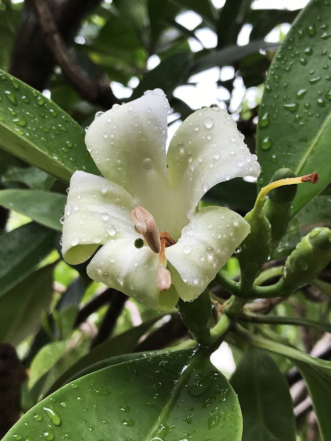 Fagraea ceilanica flower. stock photo. Image of beautiful 92697502