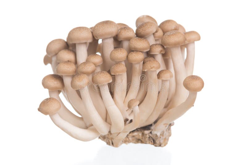 A faia de Brown cresce rapidamente ou cogumelo de Shimeji no fundo branco imagem de stock A faia de Brown cresce rapidamente ou cogumelo de Shimeji no fundo branco imagem de stock