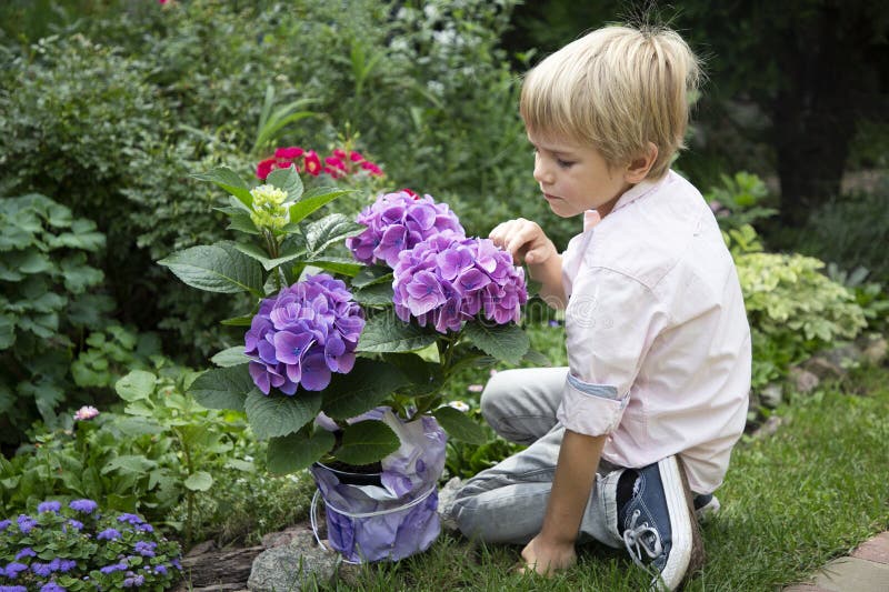 fair-haired boy of 6 years old sits on grass in the garden with beautiful large purple hydrangea flowers in a pot