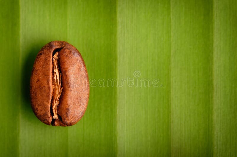Fair Trade Organic Coffee Bean Stock Image Image of brown, gourmet