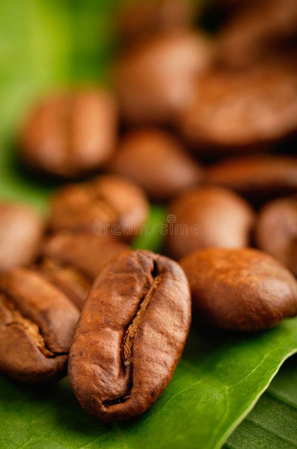 Fair Trade Organic Coffee Beans Stock Image Image of studio, fair