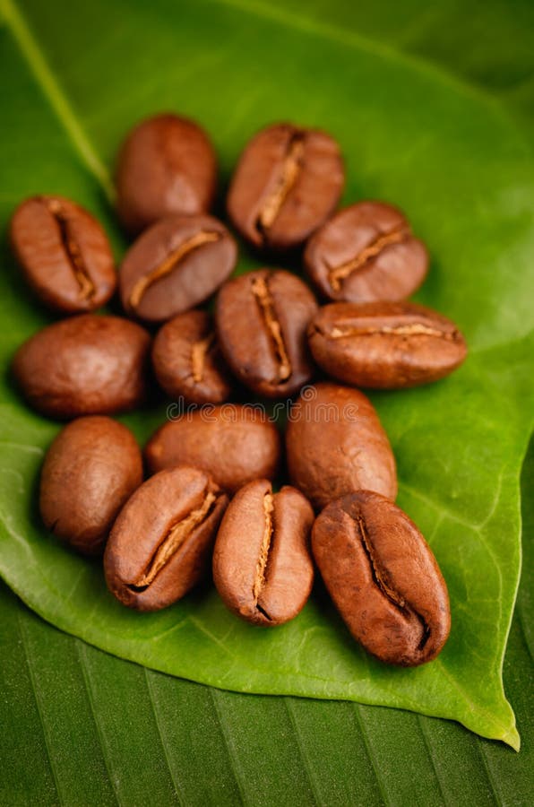 Fair Trade Organic Coffee Bean Stock Image Image of brown, gourmet