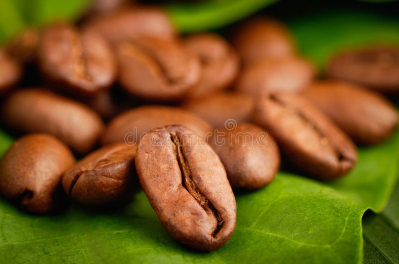 Fair Trade Organic Coffee Beans Stock Image Image of bean, organic