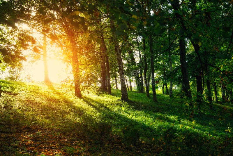 Fairy beautiful green forest at gold sunset royalty free stock photos Fairy beautiful green forest at gold sunset royalty free stock photos