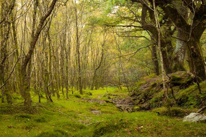 Da tranquillo un denso foresta 