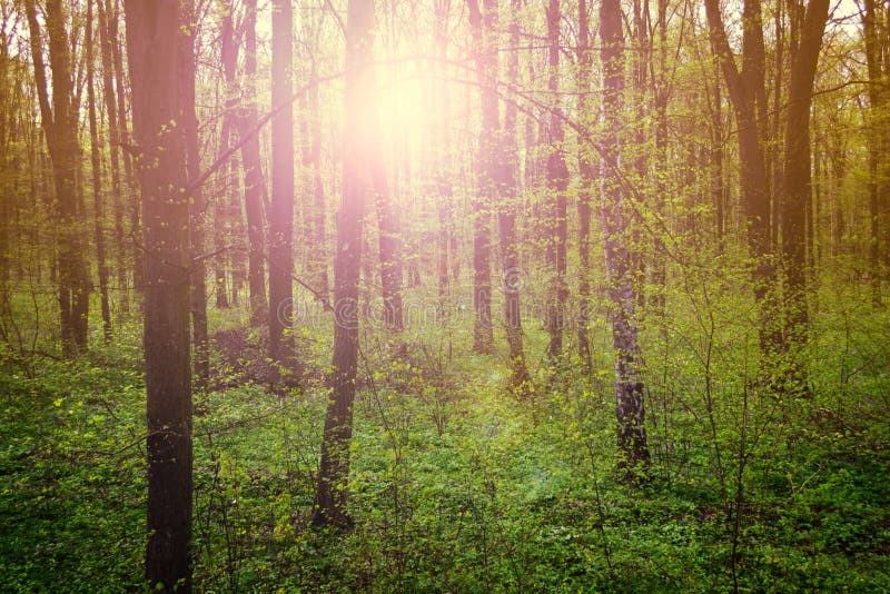 Fairy forest. Nature landscape green forest on spring sunset stock photography Fairy forest. Nature landscape green forest on spring sunset stock photography