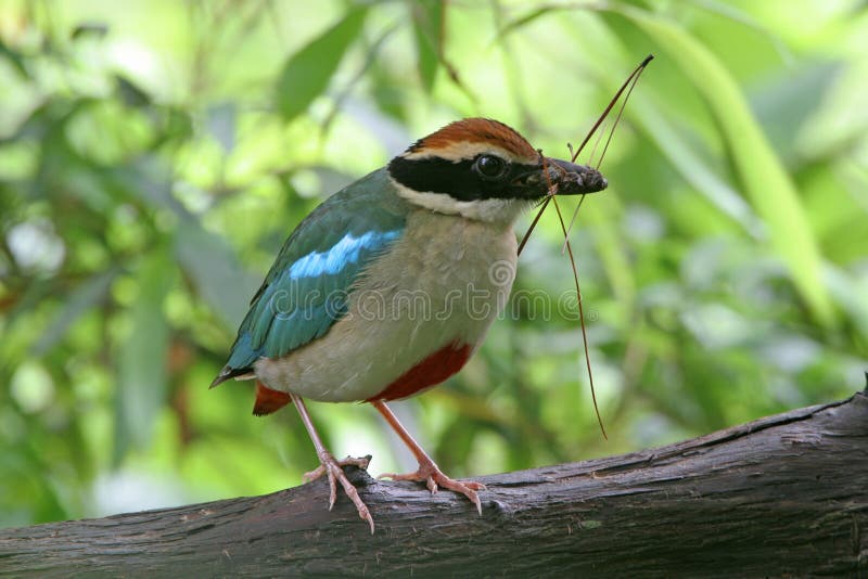 Fairy Pitta(2)