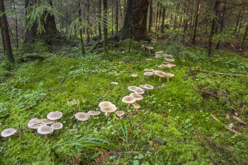 Fairy ring in a forest stock photo. Image of fruit, plant 196396648