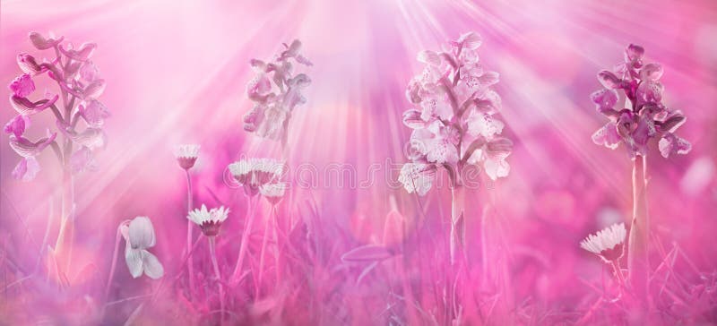 Fairy tail spring background. Beautiful nature background. Flowers background . royalty free stock photo Fairy tail spring background. Beautiful nature background. Flowers background . royalty free stock photo
