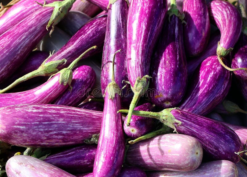 Fairy Tale eggplants, stock image. Image of closeup 229941549