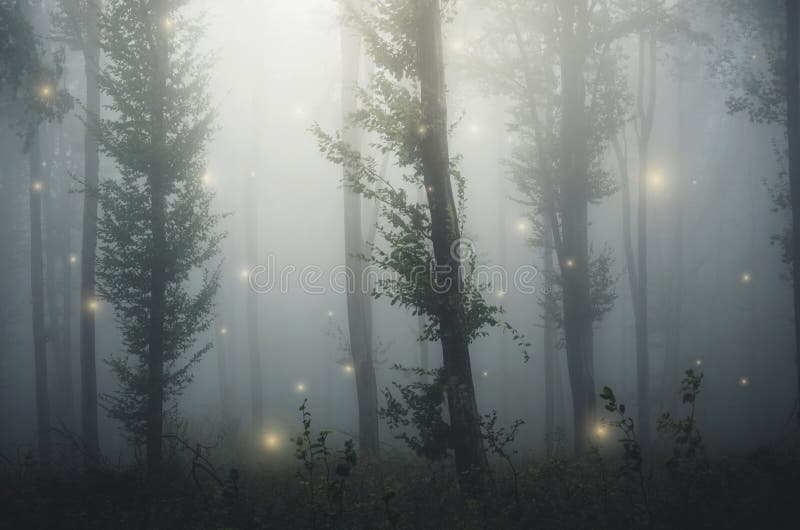 Fairy tale forest with fairies light in mysterious fantasy forest