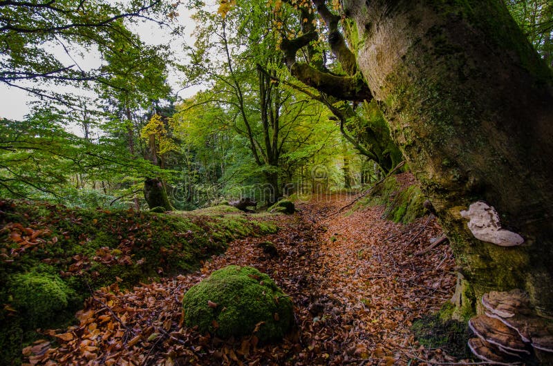 Fairy Tale Forest in Scottish Highlands Stock Image - Image of painting ...