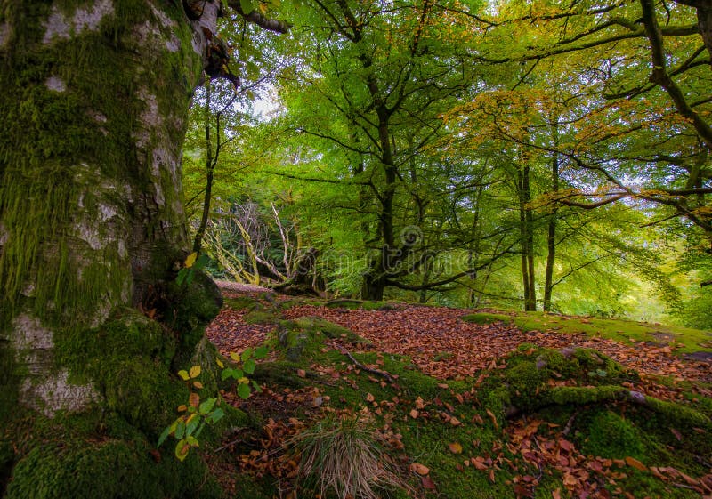 Fairy Tale Forest in Scottish Highlands Stock Image - Image of ...