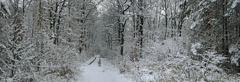 Fairy tale winter forest