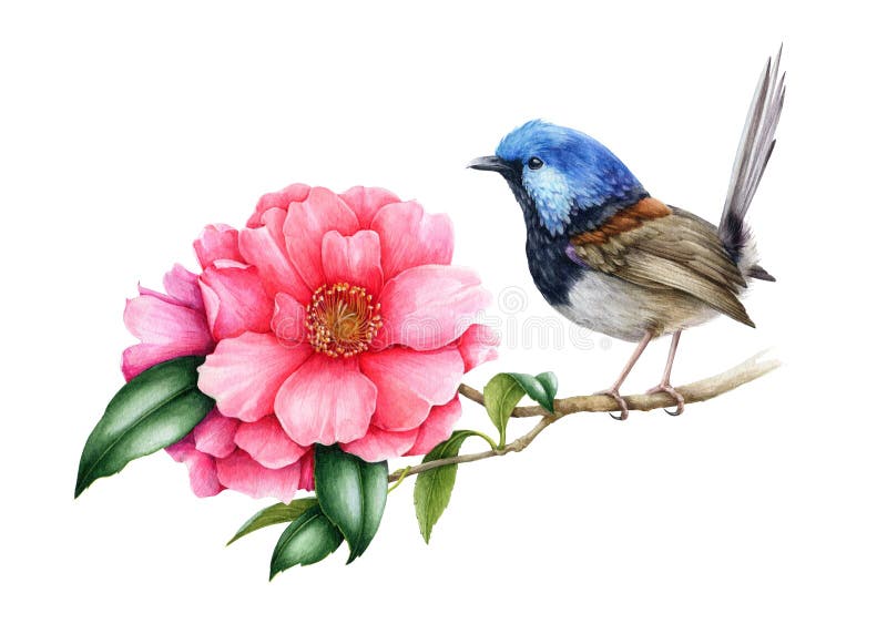 Fairy-wren bird and pink camellia flower. Garden australia bird watercolor illustration. Wren bird with tender camellia