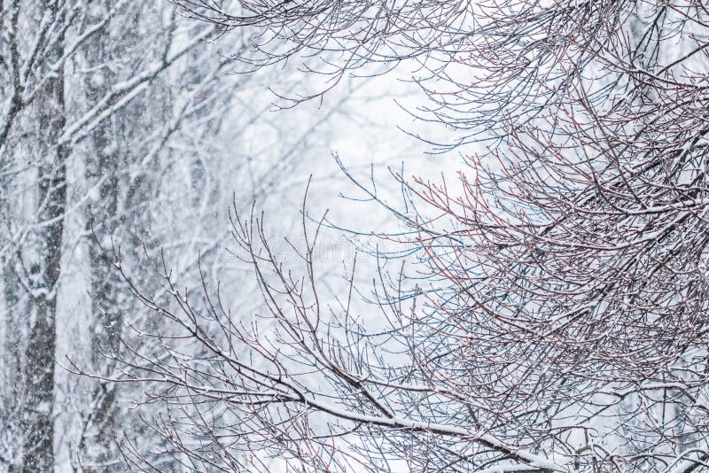 Fairytale Fluffy Snow-covered Trees Branches, Nature Scenery With White Snow And Cold Weather. Snowfall In Winter Park