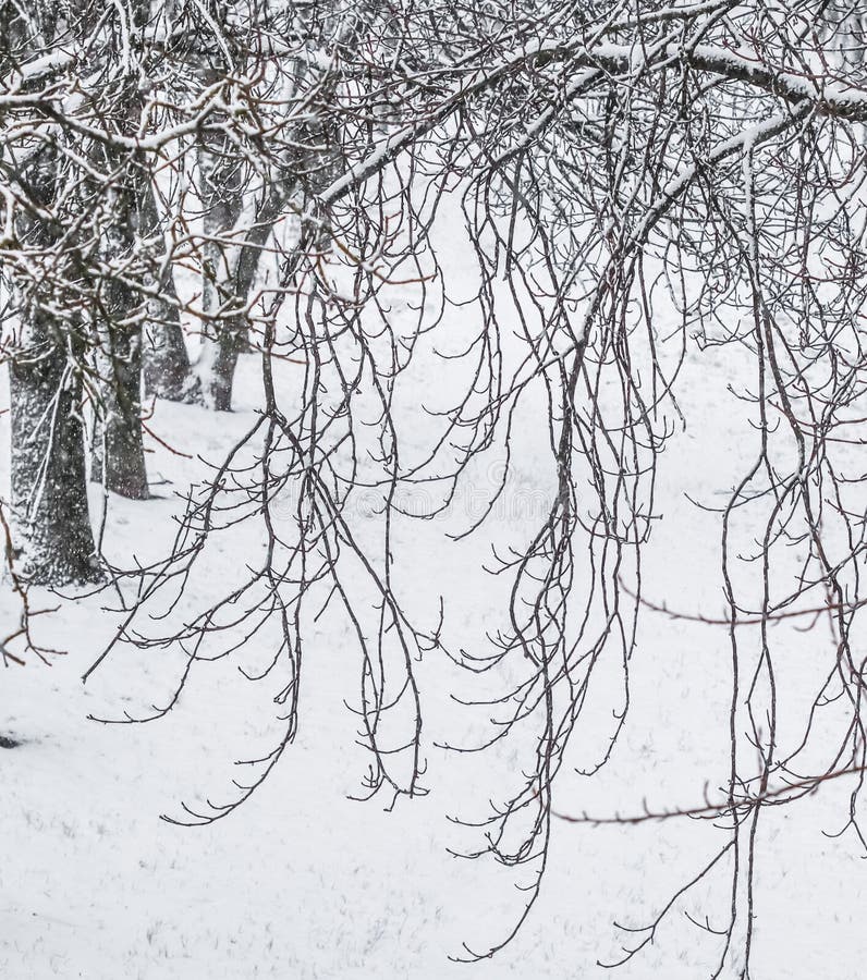 Fairytale fluffy snow-covered trees branches, nature scenery with white snow and cold weather. Snowfall in winter park.