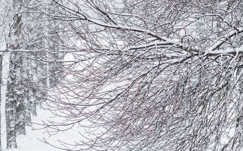 Fairytale fluffy snow-covered trees branches, nature scenery with white snow and cold weather. Snowfall in winter park.