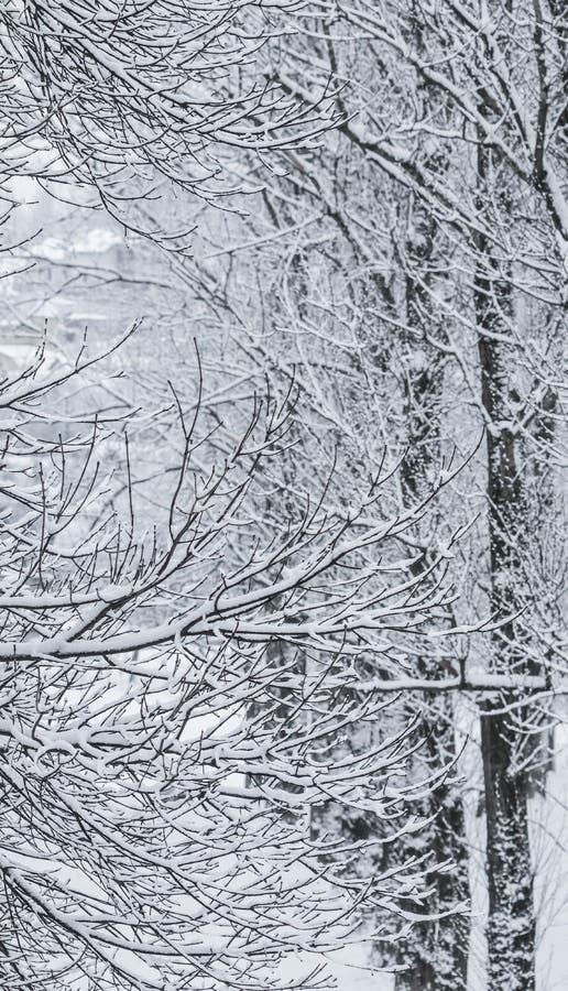 Fairytale fluffy snow-covered trees branches, nature scenery with white snow and cold weather. Snowfall in winter park. Background, falling.