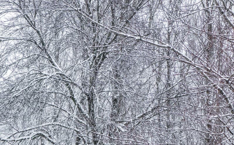 Fairytale Fluffy Snow-covered Trees Branches, Nature Scenery With White Snow And Cold Weather. Snowfall In Winter Park