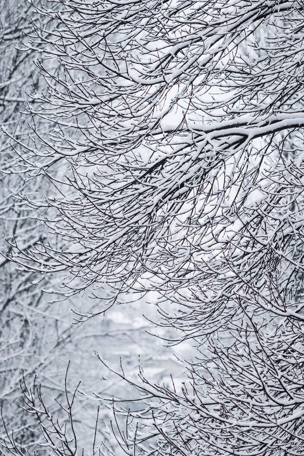 Fairytale fluffy snow-covered trees branches, nature scenery with white snow and cold weather. Snowfall in winter park.