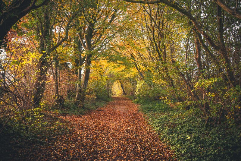 Fairytale forest in the fall