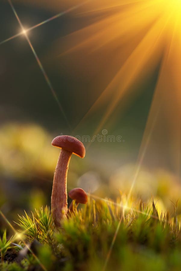 Fairytale mashrooms in majestic sunlight with sunbeams close up