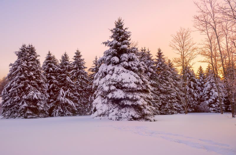 Fairytale winter forest at sunset. Huge firs in the snow on a snowy meadow