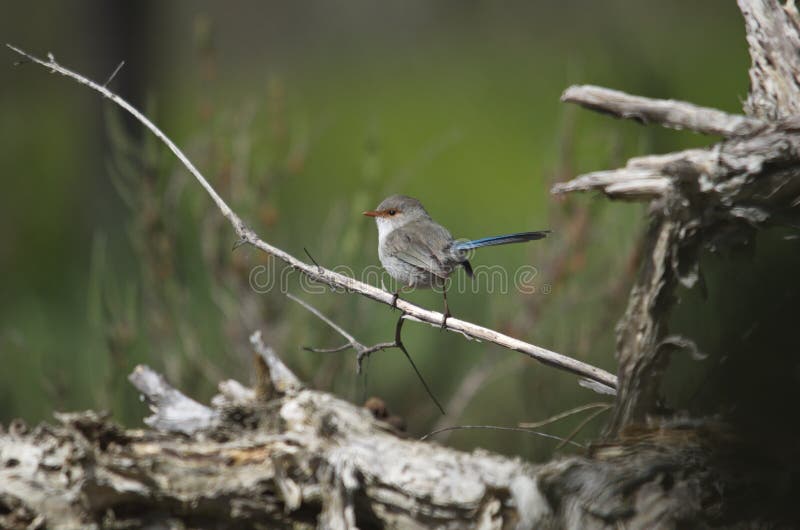 Fairywren femelle photo stock Fairywren femelle photo stock