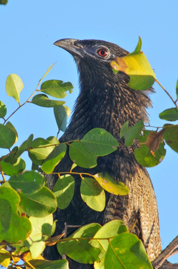 Fais?n Coucal foto de archivo Fais?n Coucal foto de archivo