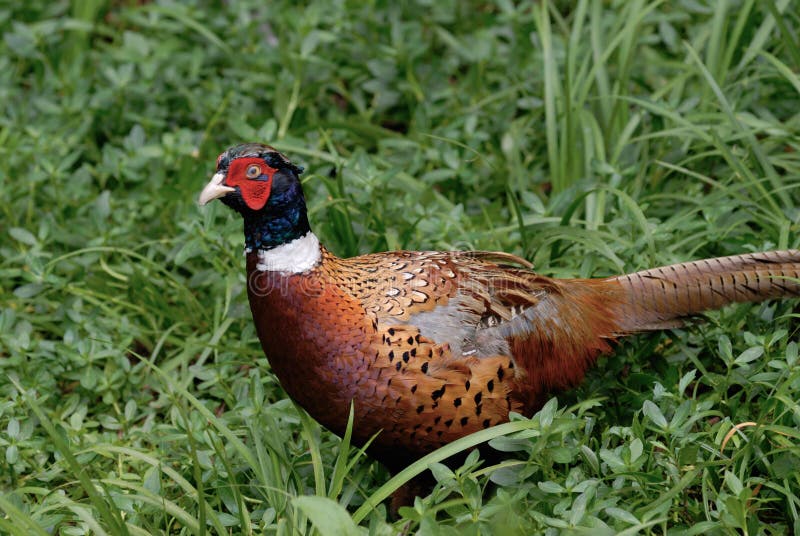 Faisan image libre de droits