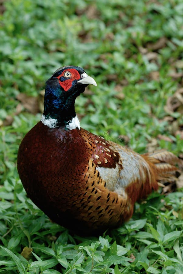 Faisan image stock