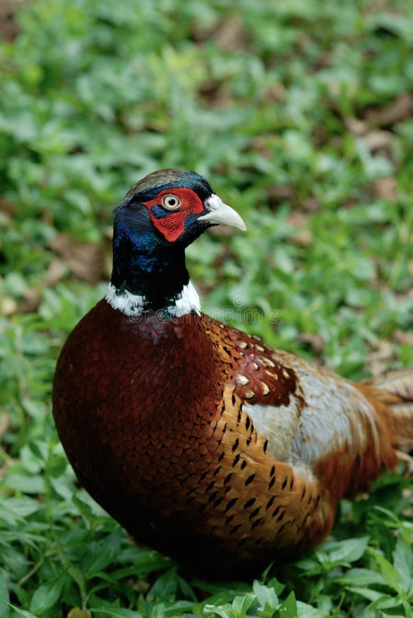 Faisan photographie stock