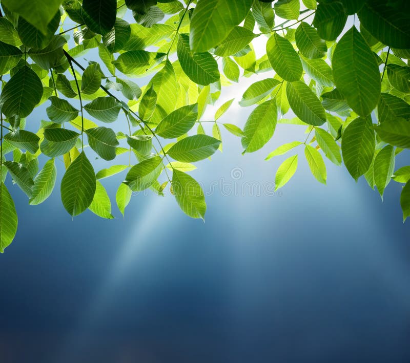 Faisceaux de Sun, ciel bleu et feuilles de vert Ressort et nature b d'été photo stock Faisceaux de Sun, ciel bleu et feuilles de vert Ressort et nature b d'été photo stock