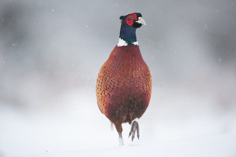 Faisão masculino na neve fotos de stock Faisão masculino na neve fotos de stock