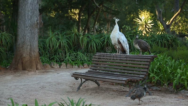 Faisão que andam na terra e que sentam-se no banco no parque, atração turística