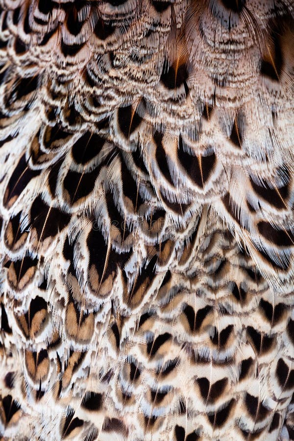 Fond de plumes photo stock