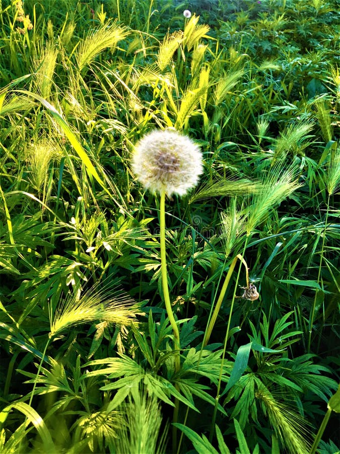 Faites un souhait ! Nature, rêve, pissenlit et lumière images libres de droits Faites un souhait ! Nature, rêve, pissenlit et lumière images libres de droits