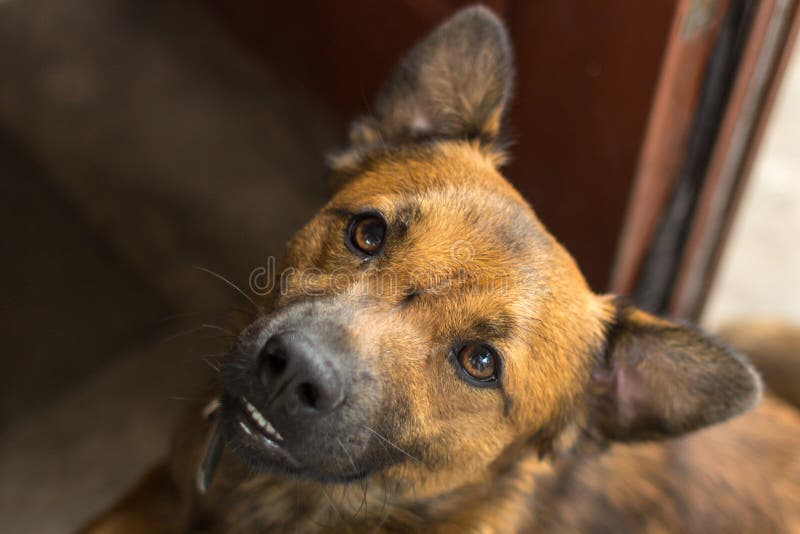 Faithful dog stock image. Image of head, human, friendly - 127657283