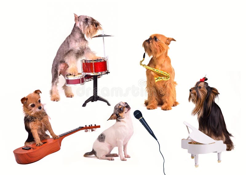 Cão Que Joga a Música No Teclado Imagem de Stock - Imagem de jogar