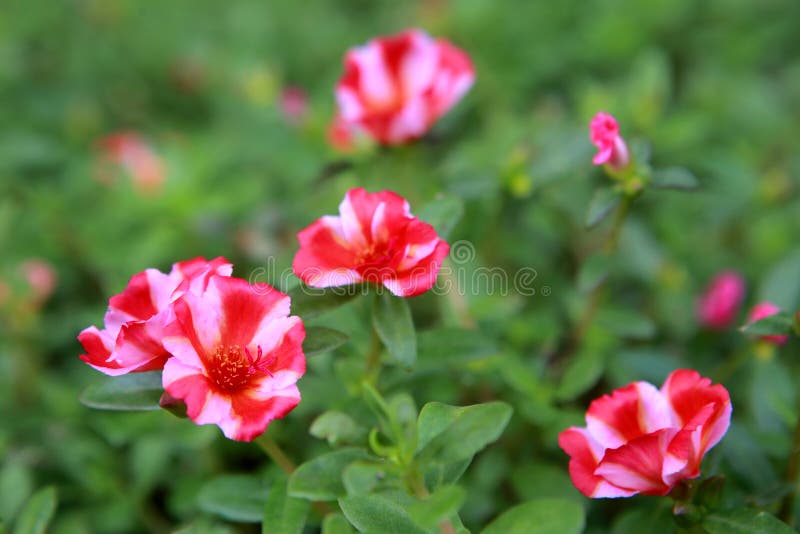 Faixa Vermelha E Rosa-clara Que Floresce Púrpura Ou Pãozinha Florescendo No  Jardim Das Flores. Foto de Stock - Imagem de colorido, planta: 210433982